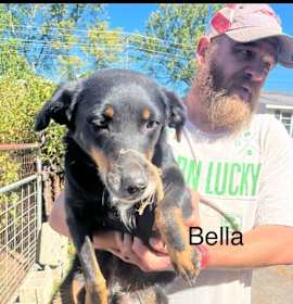 Photo of Bella