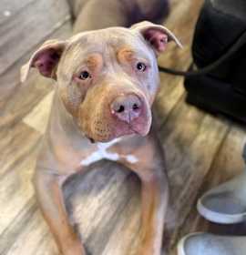 Photo of Captain Willie