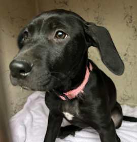 Photo of Stella (Pink)