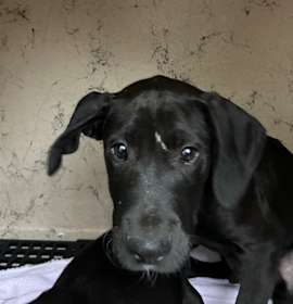 Photo of Brandon (Blue)