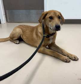 Photo of China (Chesnut #2)