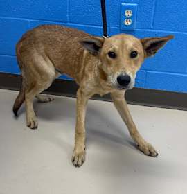 Photo of Tokyo (Chesnut #1)