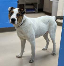 Photo of Amaryllis (Oakwood Road)