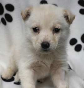 Photo of Lousy Louie