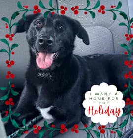 Photo of Mia - Sweet, Loving Girl. Good with Dogs!