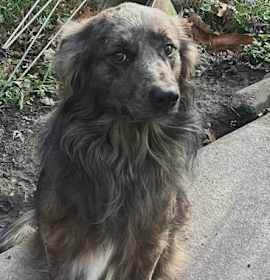 Photo of Slate *adoption pending*