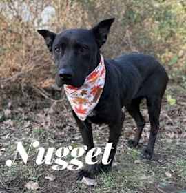 Photo of Nugget 126109