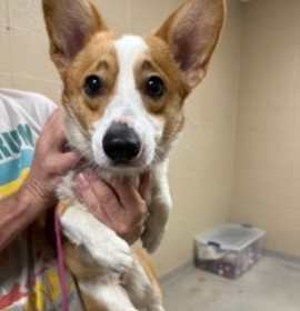 Photo of Willow 125513