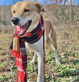 Photo of Digger Adoption Pending