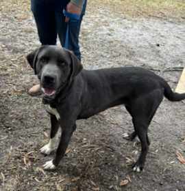 Photo of Teddy URGENT ‼️