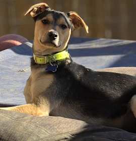 Photo of Kevin (7mo PUPPY)