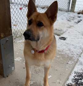 Photo of Raven (25-460)