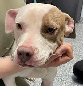 Photo of Irish Cream 25-1776