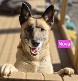 Photo of Nova