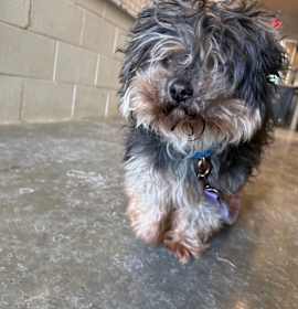 Photo of Mocha (Bonded w/Oreo)