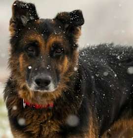 Photo of Kuma (25-411)