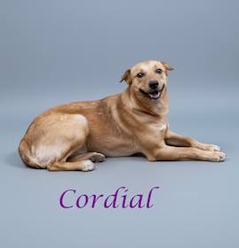 Photo of Cordial D25-214