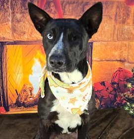 Photo of Starry Glitterfrost