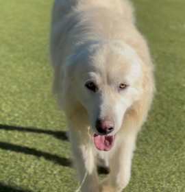 Photo of Oso A1890331