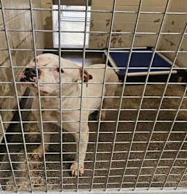 Photo of AUNT VIVIAN