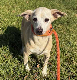 Photo of CHICO - IN FOSTER