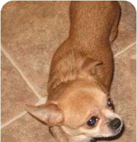 Photo of Lots of Chiauaua's