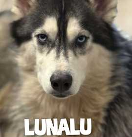 Photo of LunaLu