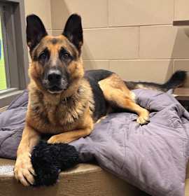 Photo of Roast Beast