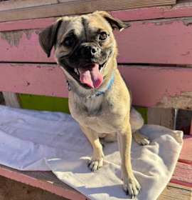 Photo of Mr. Baggins