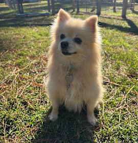 Photo of Snowball James