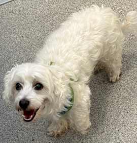 Photo of Marshmallow