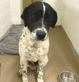 Photo of Rompkin 25-1772