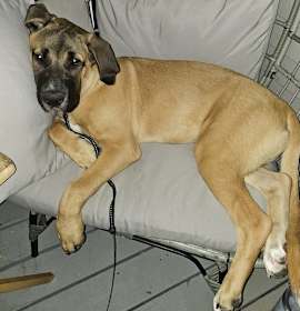 Photo of Xzyna (Xena)