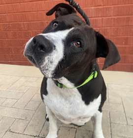 Photo of Lacuna Coil