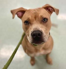 Photo of Ashley A434018