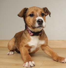 Photo of Sparkle D67608