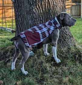 Photo of Hank (Eeyore)