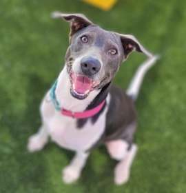 Photo of Celine Dion