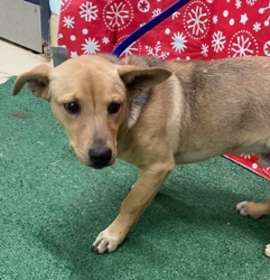 Photo of Blitzen K96 12/31/25