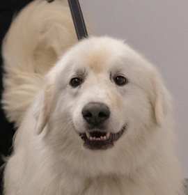 Photo of Buddy the Elf