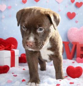 Photo of New Years Pups - Hope (male)