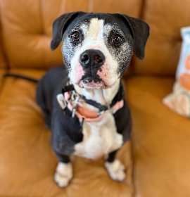 Photo of Hope loves all the treats