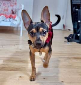 Photo of Diamond A Girl's Best Friend