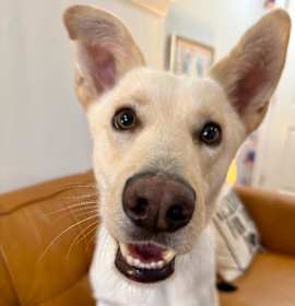 Photo of Dutchie Baby the Darling Lover