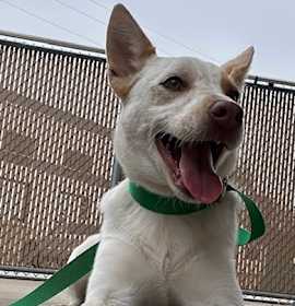 Photo of 4PAWS Bluey