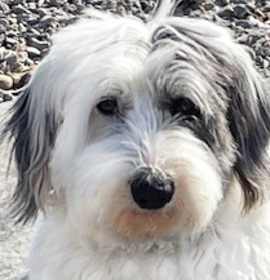 Photo of LADY (NON SHEDDING)