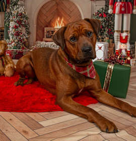 Photo of Clifford the Big Red Dog