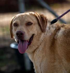 Photo of Old Yeller JuM