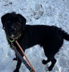 Photo of Shadow (Bosco)