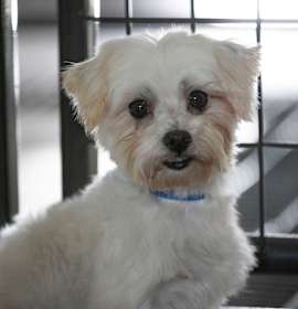 Photo of Sweetcakes (D25-45)